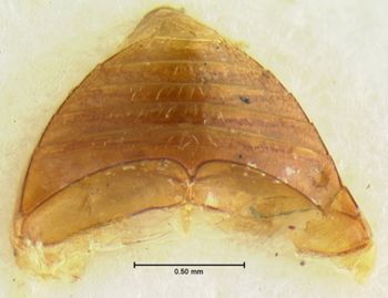 Media type: image;   Entomology 33316 Aspect: abdomen ventral view